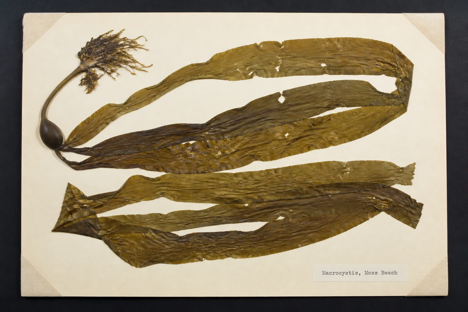 Full herbarium sheet with giant kelp blades folded across cream paper, a dark bladder, photo corners, and a typed Macrocystis label