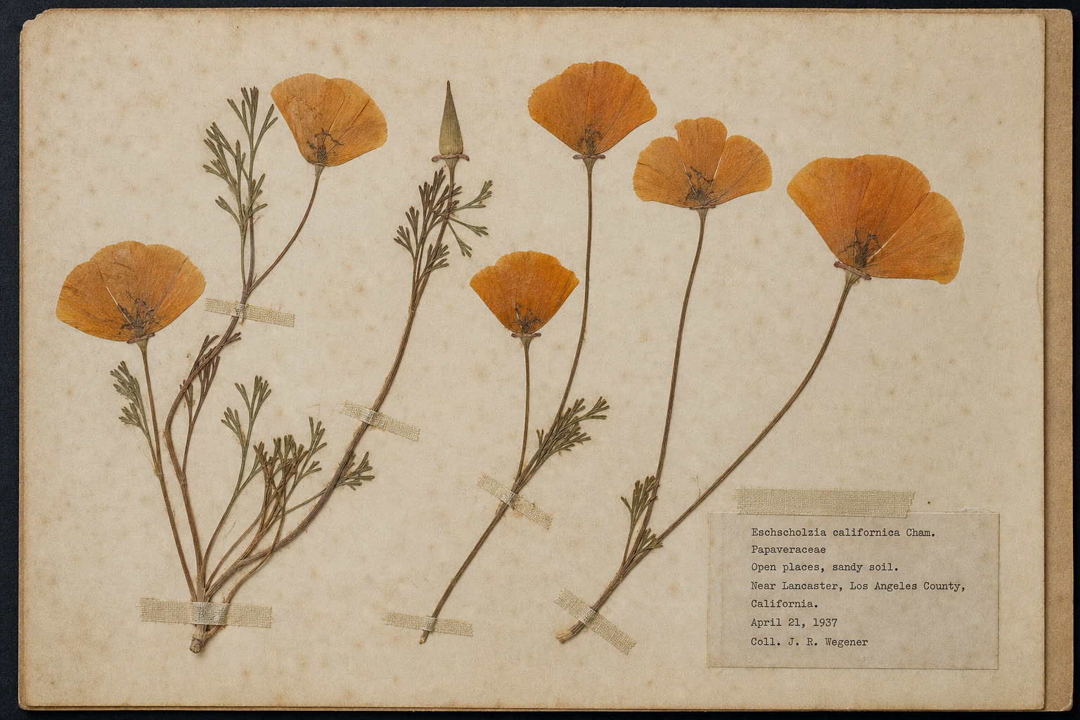 Full aged herbarium sheet with several pressed California poppies, orange petals, fine leaves, linen tapes, and a typed collector label
