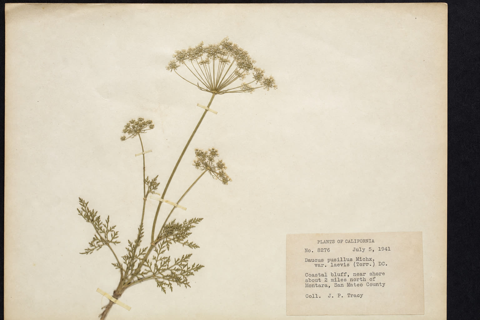 Full cream herbarium sheet with a pressed pale umbel and finely divided leaves beside a historical California plant label